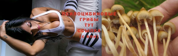 прущие грибы Абдулино